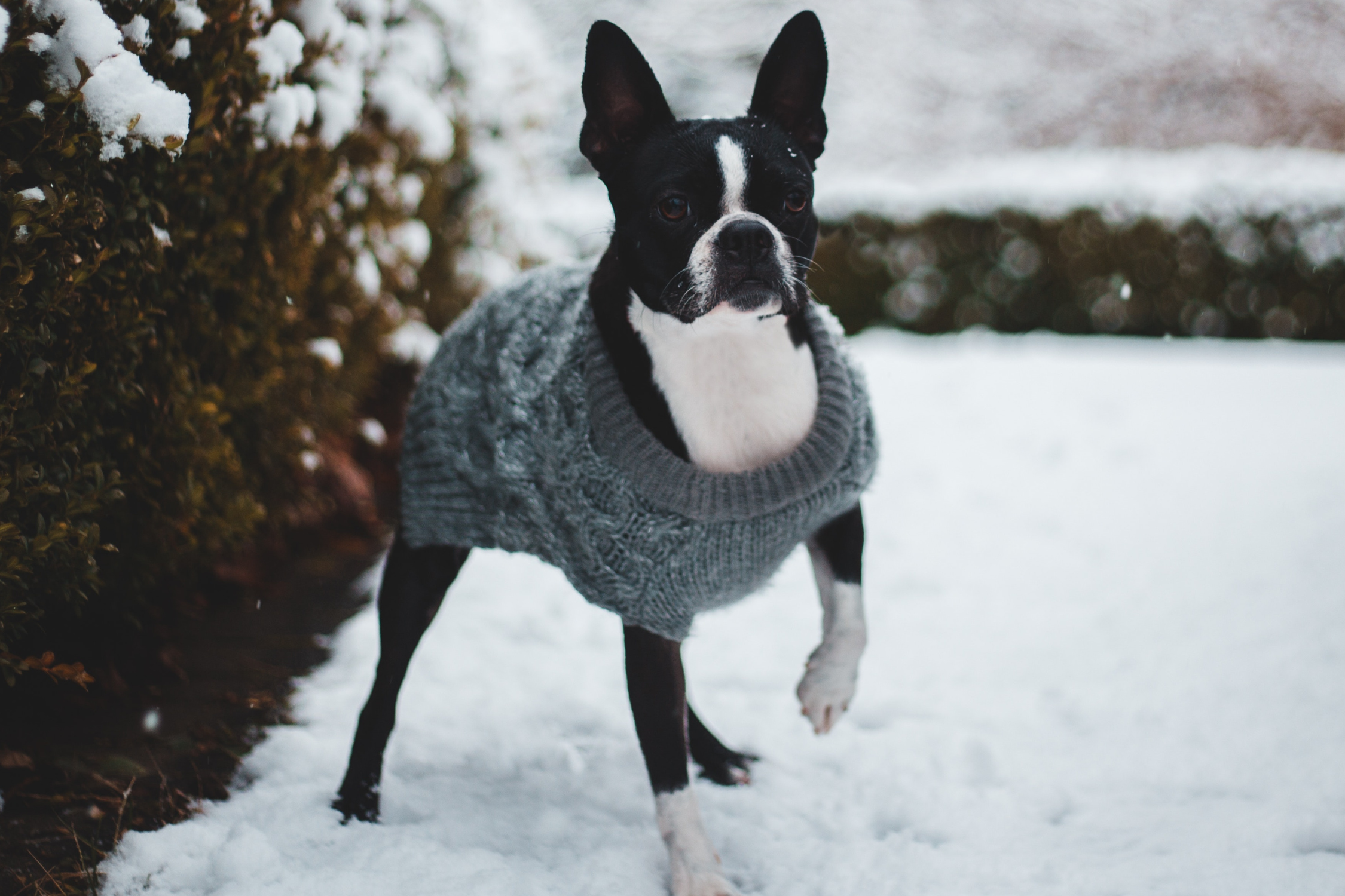 Boston terrier sweaters clearance for humans