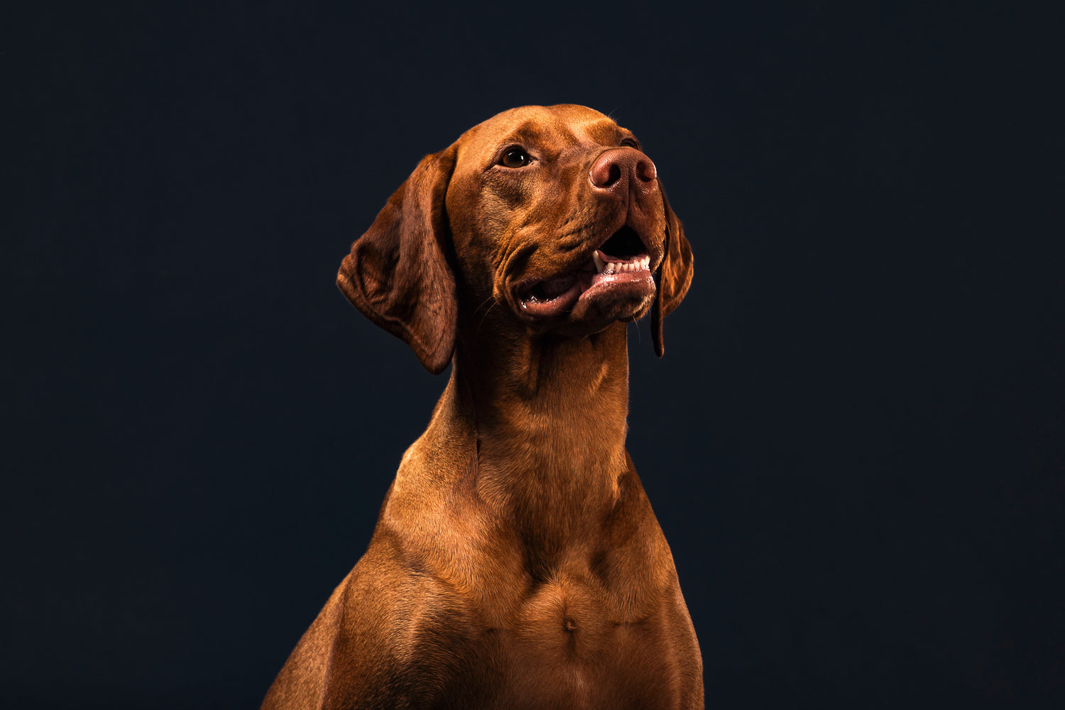hungarian-hound-eating-dog-treat