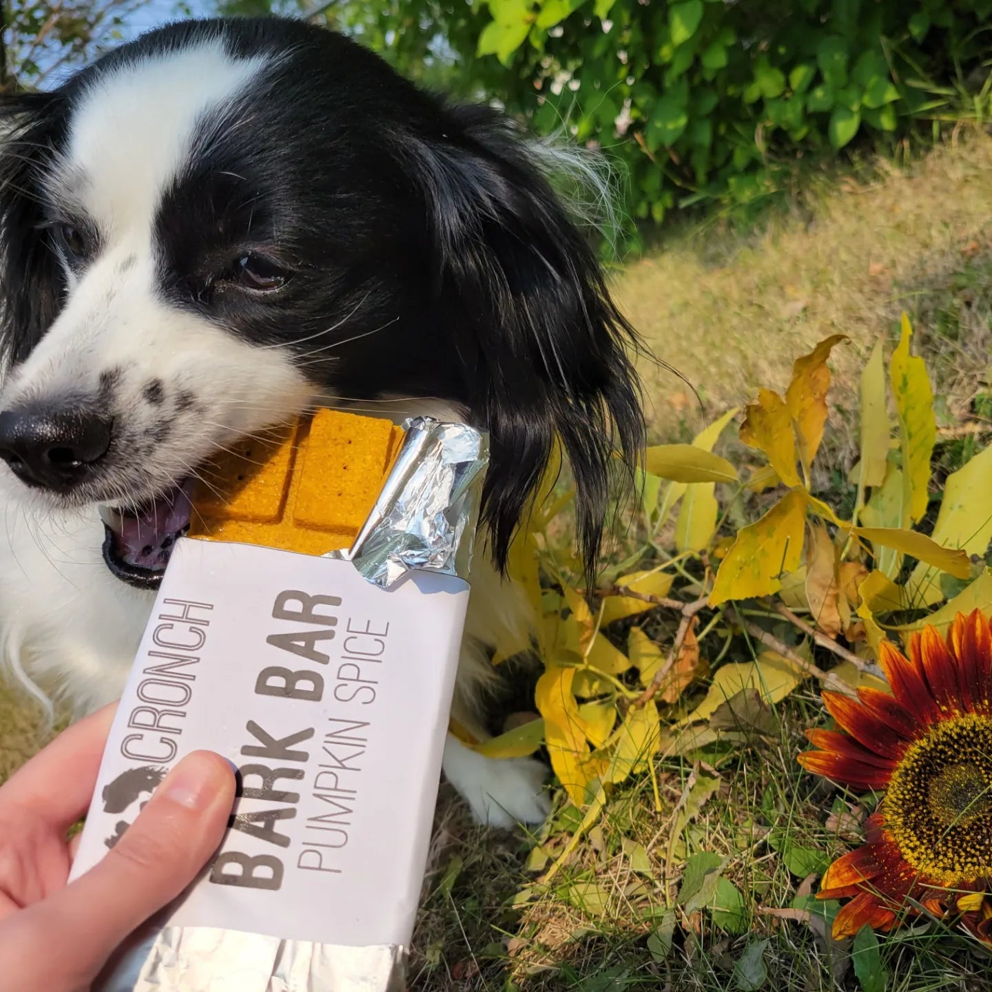 a black and white dog biting a bark bar dog treat